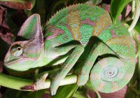 Chameleon Jemenský